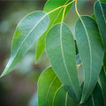 Feuilles d'eucalyptus